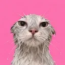Wet Ass Pussy
