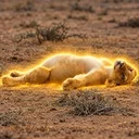 The Defeated Cub