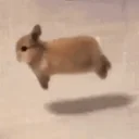 spinning rabbit