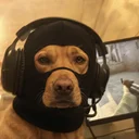 dog wif mask