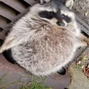 Fats The Raccoon