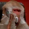 Getty Images Baboon