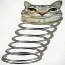 chat rebond