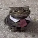 bizcat