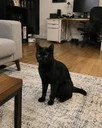 Ollie