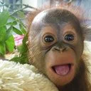 Save The Orangutans