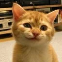 The Bitcoin Cat