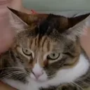Quantum Cat
