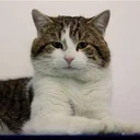 Larry The Cat