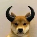 dog is horny