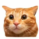 Hi Cat