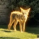 Wylie the Coyote