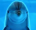Dolphin Intelligence