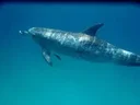 First Gemma Dolphin