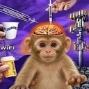 experimental lab monkeys