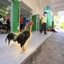 The Loyal Rooster
