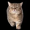 Momo the Cat