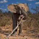 The Incredible Elephant