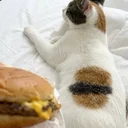 McDonald's Cat