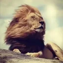 The Stoic Lion