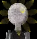 Opus