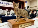 The 7 Figure Cat