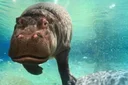 Genny The Hippo