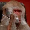 Getty Images Baboon