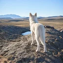The Odyssean Dog