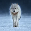 The Alpha Wolf