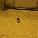 1 Gram Cat