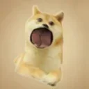 Popdoge