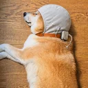 The AI Dog