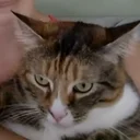 Quantum Cat