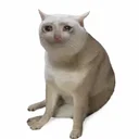 CASHCAT