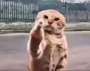 fuck cat