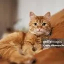 Stockcat