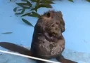 Chubby Baby Beaver