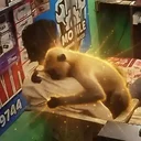 The HODL Monkey