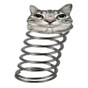 Chat Rebondit
