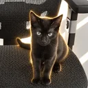 The Cybercrime Cat