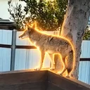 Wiley The Coyote