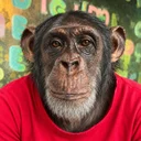 Last Pet Chimp
