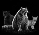 larpcat