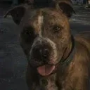 GTA VI DOG
