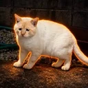 The Sad Cat