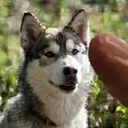 fomodog