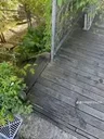Cooper the invisible dog