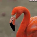 Justice For Peachy