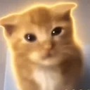 Nothing Cat